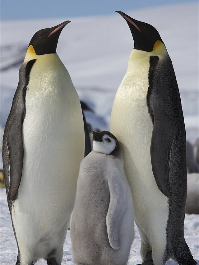 9 Amazing Dads of the Animal Kingdom