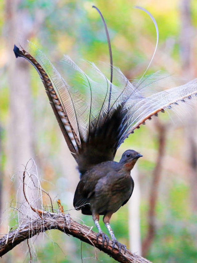 Top 8 Animals That Can Sing