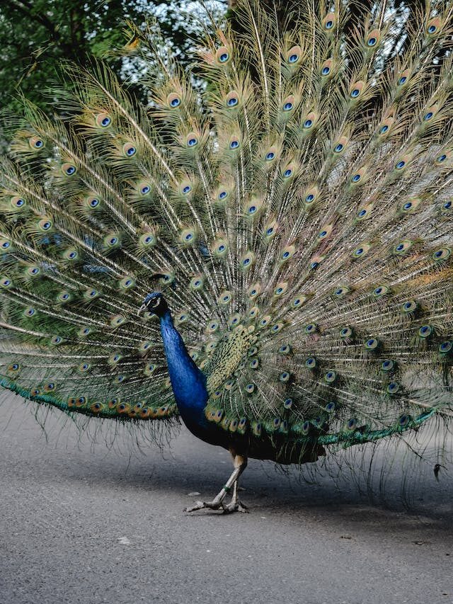 Curious Animal Courtship Rituals