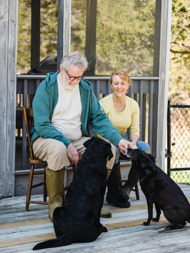 What Pet Owners Should Know About Senior Dogs